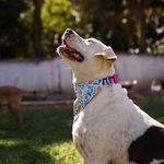 Bandana Pet Vicens