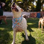 Bandana Pet Vicens
