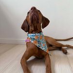 Bandana Pet Vicens