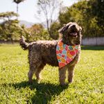 Bandana Pet Milá