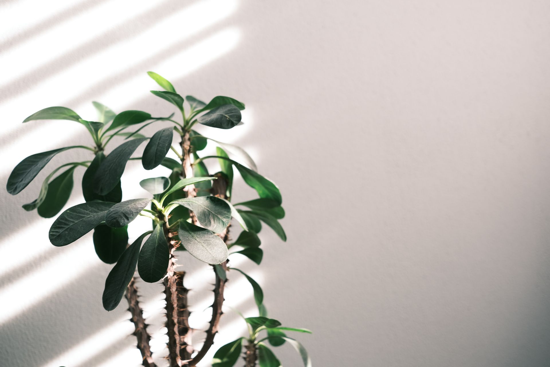 Banner Grid