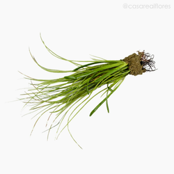 Capim Com Raízes Artificial - Verde (7846)