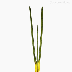 Lança São Jorge M Artificial - Verde (11419)