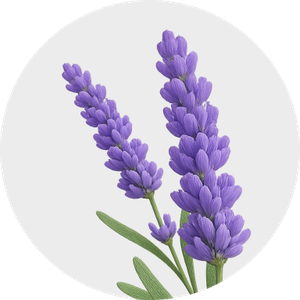 Aromáticas