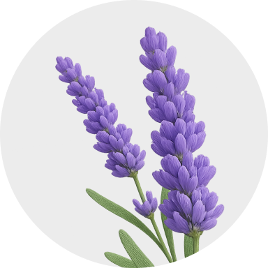 Aromáticas