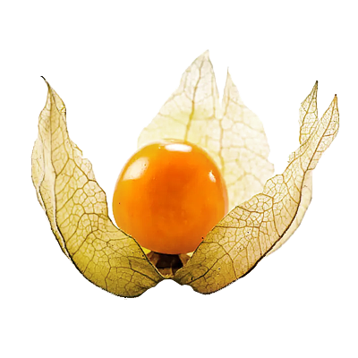 Extrato de Physalis