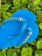 Havaianas Top Turquesa + Escrita Dourada + Estrela do Mar