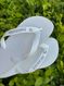 Havaianas Top Branca + Escrita Prata + Ponto de Luz Cristal 