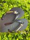 Havaianas Top Preta + Escrita Dourada + Estrela do Mar