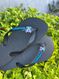 Havaianas Top Preto + Escrita Azul + Stitch Azul Orelha Lilas