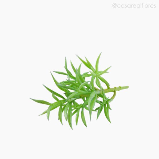 Foto do produto Suculento Artificial - Verde (10807)