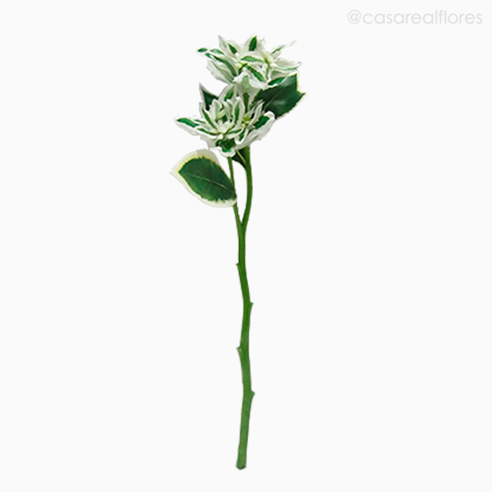 Foto do produto Galho Euphorbia Marginata - Verde (9416)