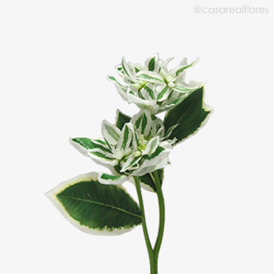 Foto do produto Galho Euphorbia Marginata - Verde (9416)