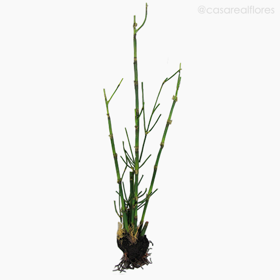Foto do produto Bambu com Raízes Artificial - Verde (7845)