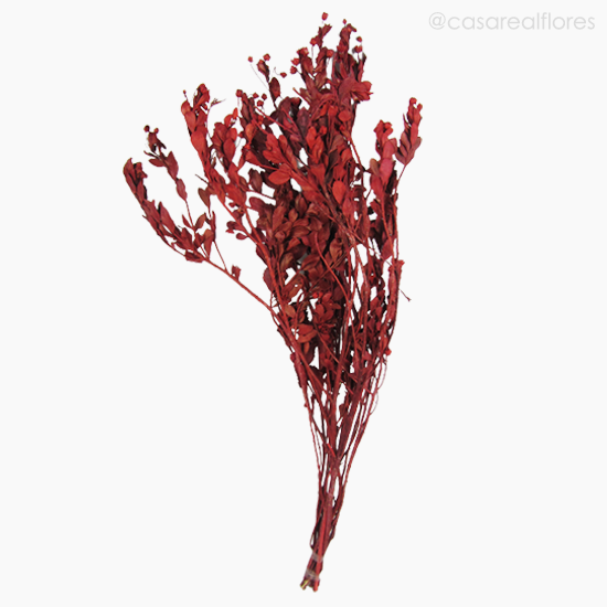 Foto do produto Alecrim do Campo Seco - Vermelho (0120436)