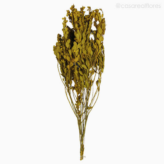Foto do produto Alecrim do Campo Seco - Amarelo (01204312)