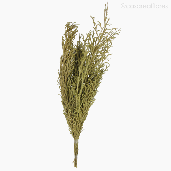 Foto do produto Capim Licopódio Natural (125392)