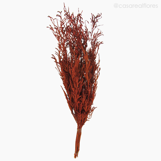 Foto do produto Capim Licopódio Colorido - Laranja (0125397)