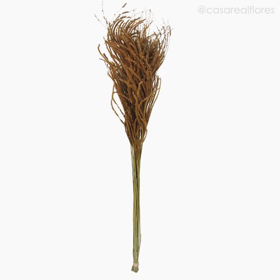 Foto do produto Capim Pluminha - Marrom (0125444)