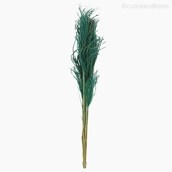 Foto do produto Capim Pluminha - Verde (01254410)