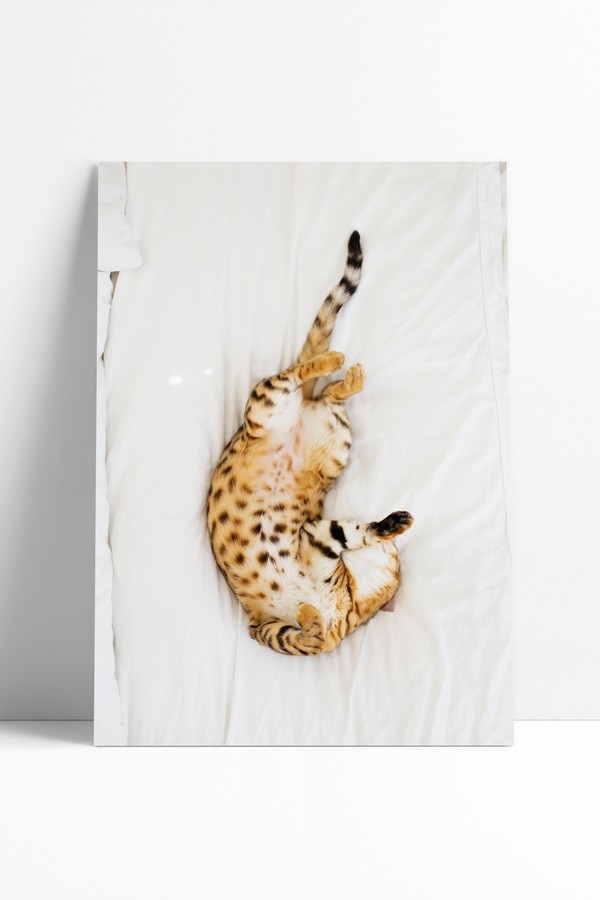 Poster Cat Nap