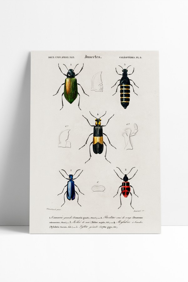 Poster Vintage Insects