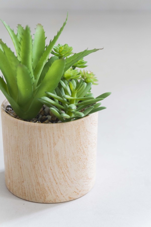 Mini Vaso com Suculenta Wood