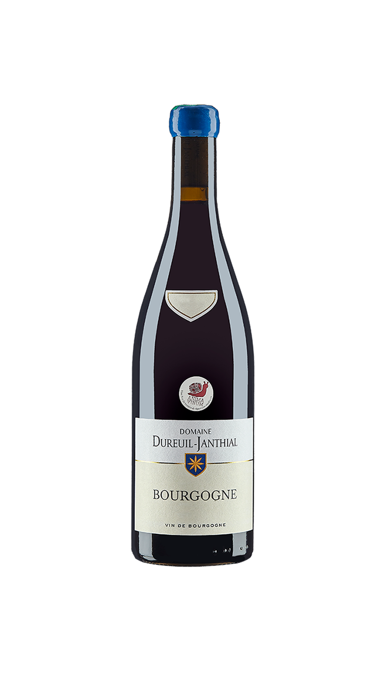 Vinho Tinto Bourgogne Pinot Noir