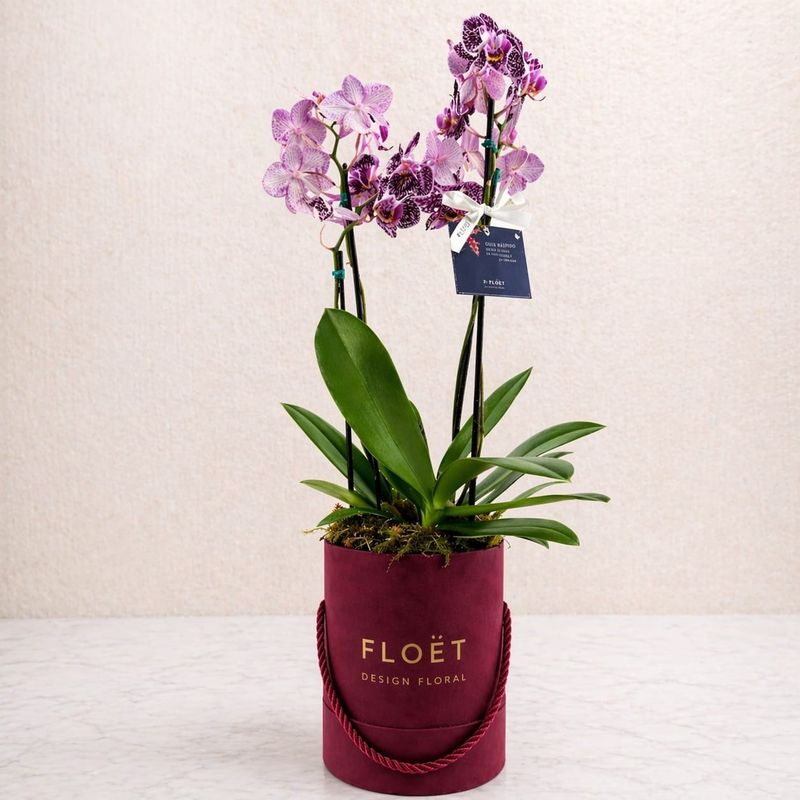 Orquídea Essence Floët