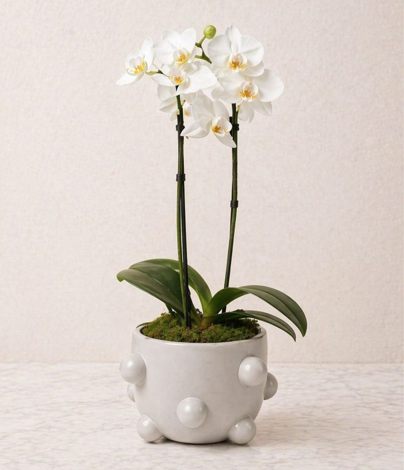 Orquídea Lumière