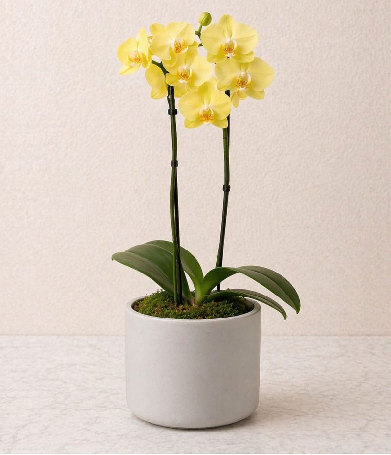 Orquídea Lumière