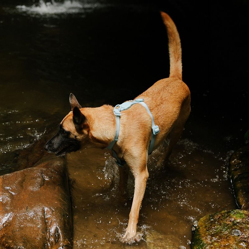 Peitoral para Cachorros H Neopro Cloudy ZeeDog P