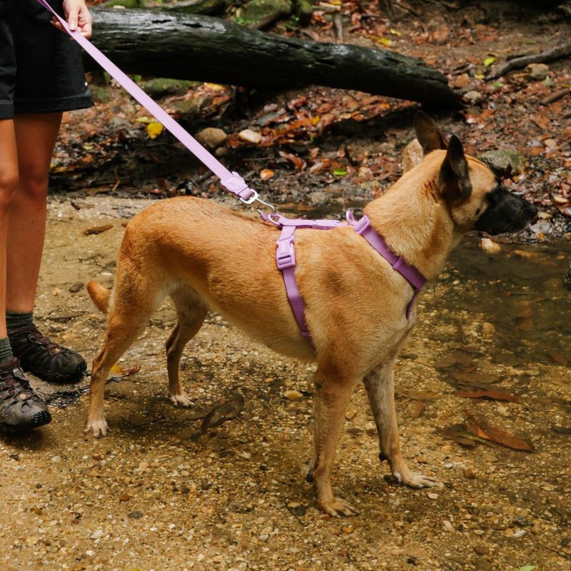Peitoral para Cachorros H Neopro Ultra Violet ZeeDog P