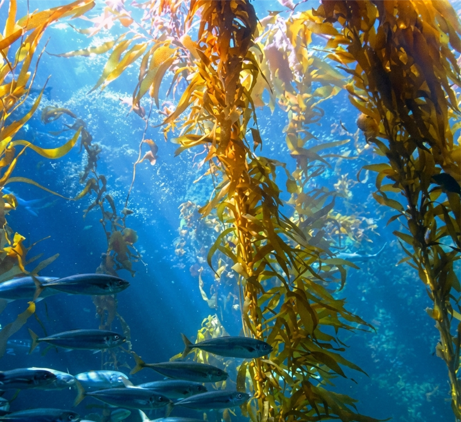 Seaweed Extract