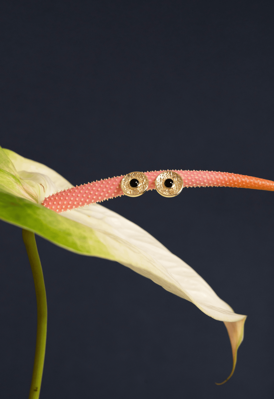 Brinco Solar