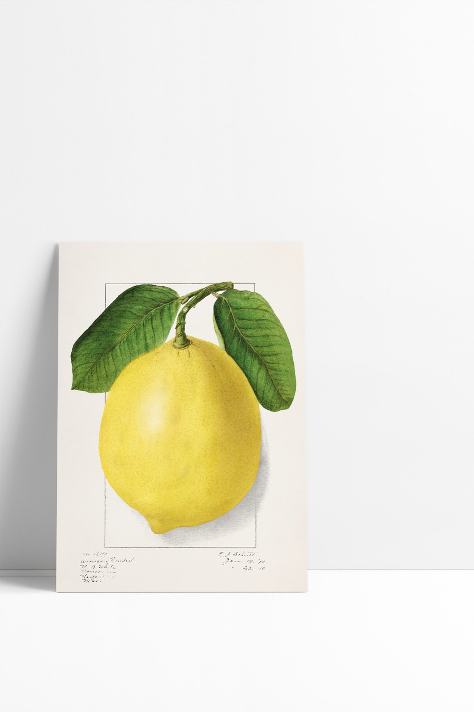 Mini Poster Fruit
