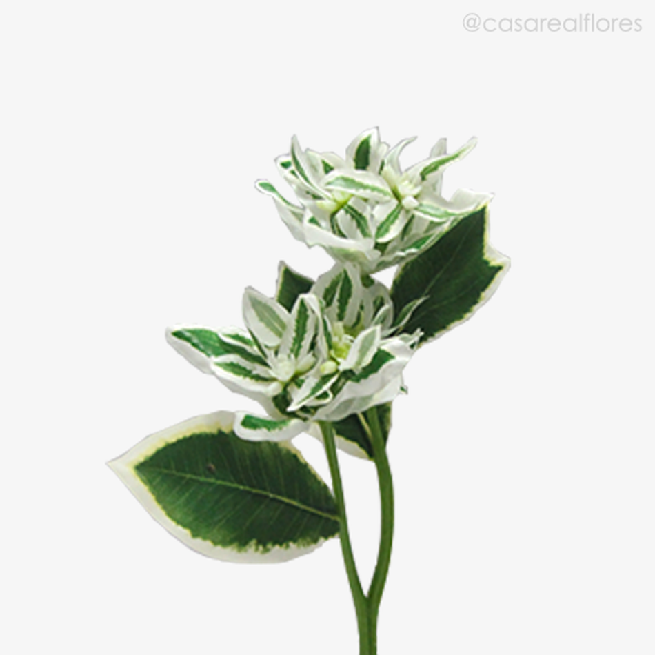 Imagem 2 do produto Galho Euphorbia Marginata - Verde (9416)