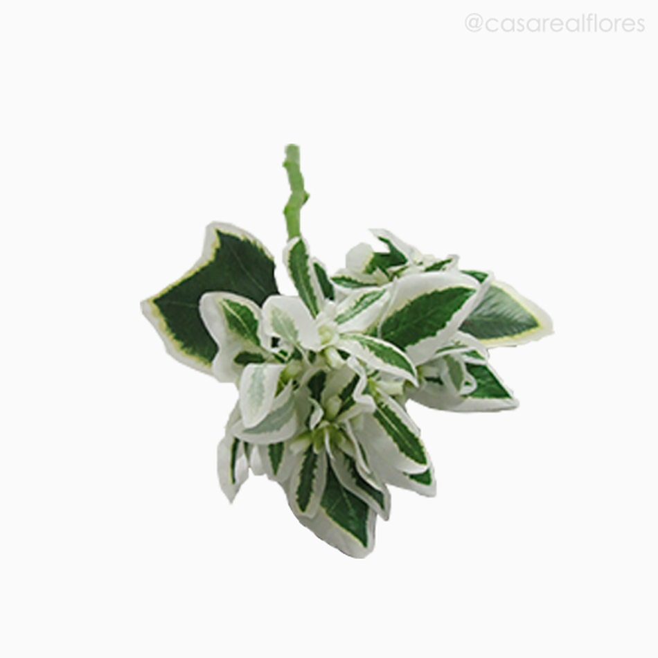 Imagem 4 do produto Galho Euphorbia Marginata - Verde (9416)