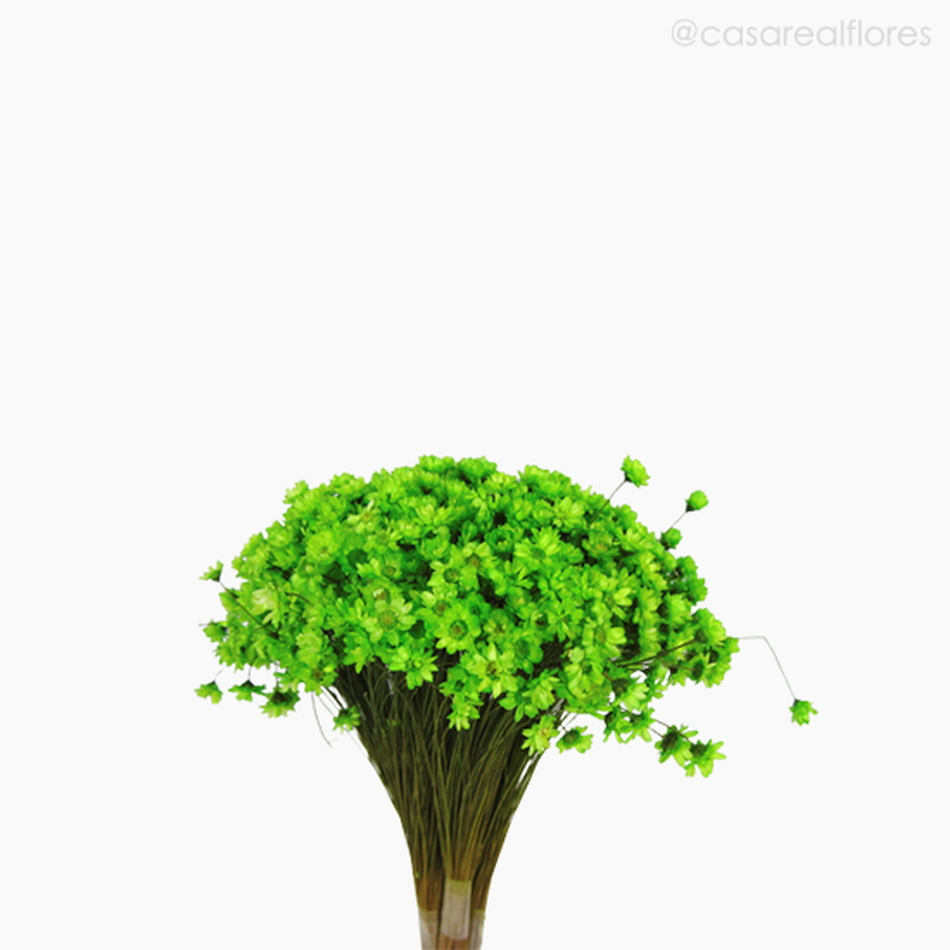 Imagem 3 do produto Sempre Viva Natural Seca - Verde Claro (1200810)