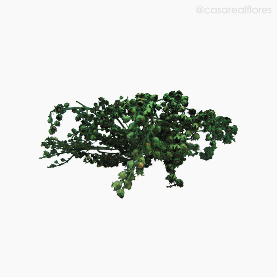 Imagem 5 do produto Ramo Coroinha Natural Seco - Verde (01205510)