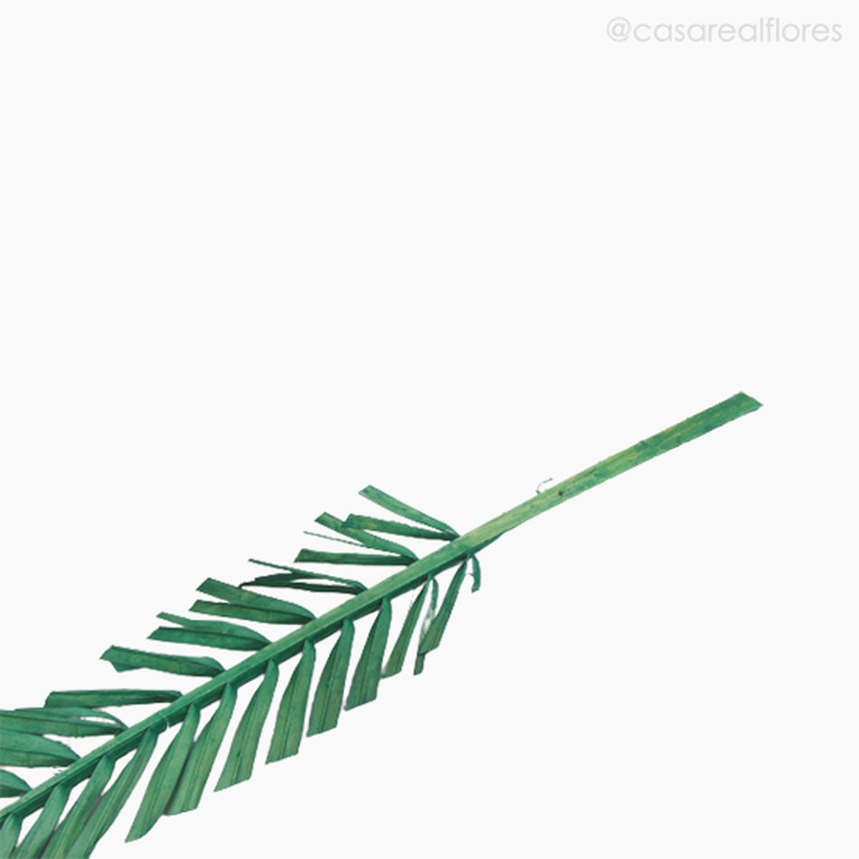 Imagem 5 do produto Palmeira Natural Seca Longa - Verde (01238310)