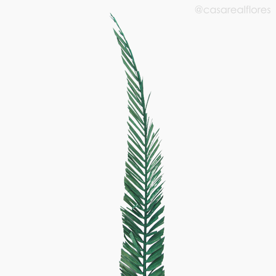 Imagem 3 do produto Palmeira Natural Seca Longa - Verde (01238310)