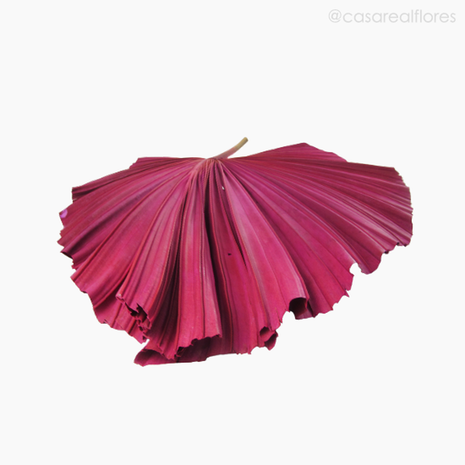 Imagem 5 do produto Folha de Latania Leque Rosa Seca G (0120418)