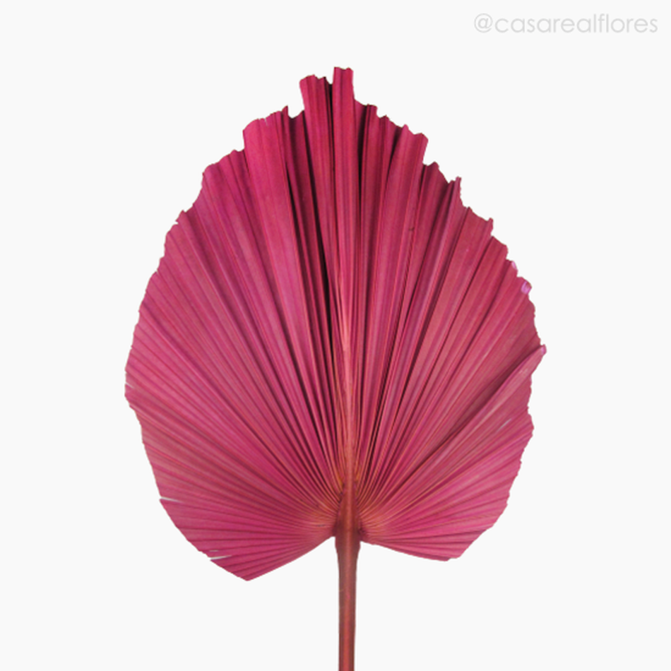 Imagem 3 do produto Folha de Latania Leque Rosa Seca G (0120418)