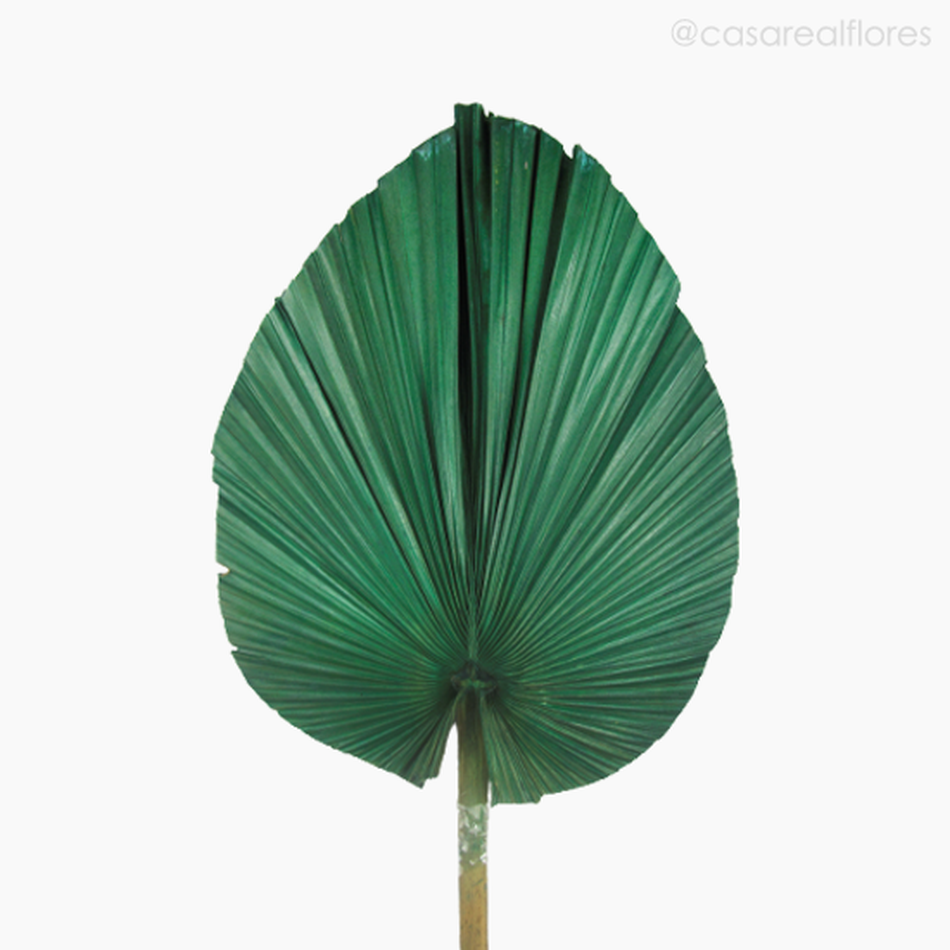 Imagem 3 do produto Folha de Latania Leque Verde Seca G (01204110)