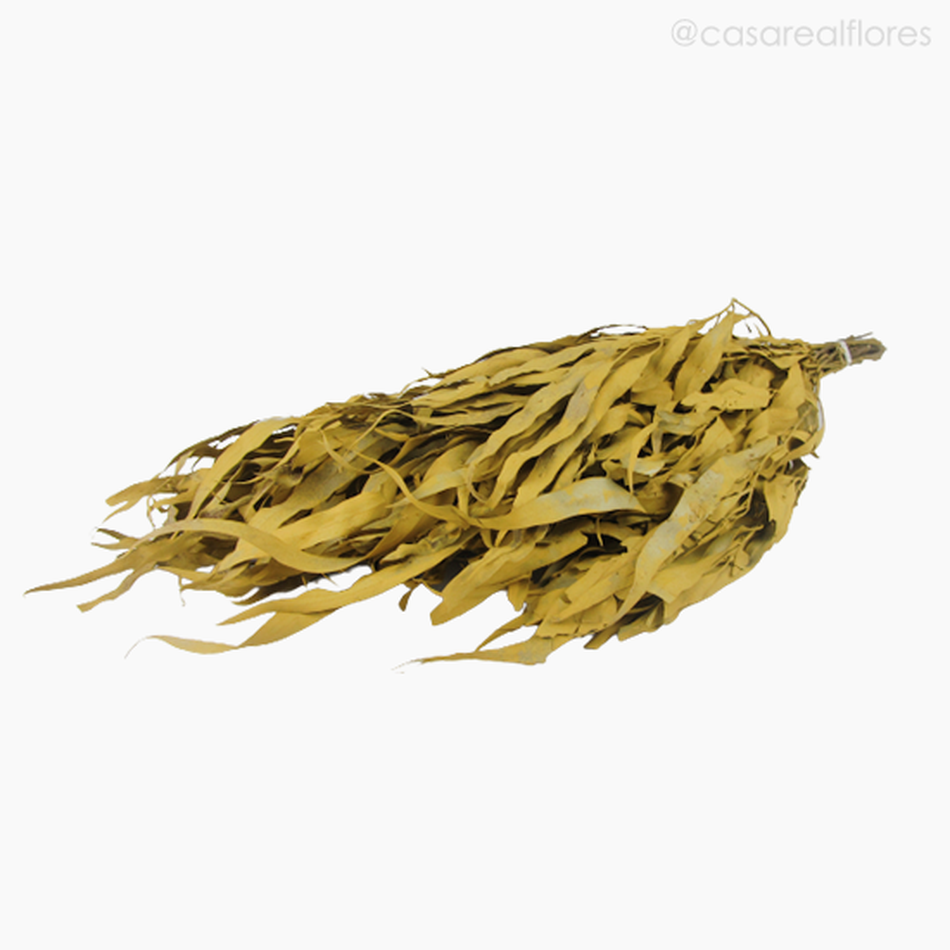 Imagem 4 do produto Eucalipto Citrodoro Desidratado - Amarelo (01216112)