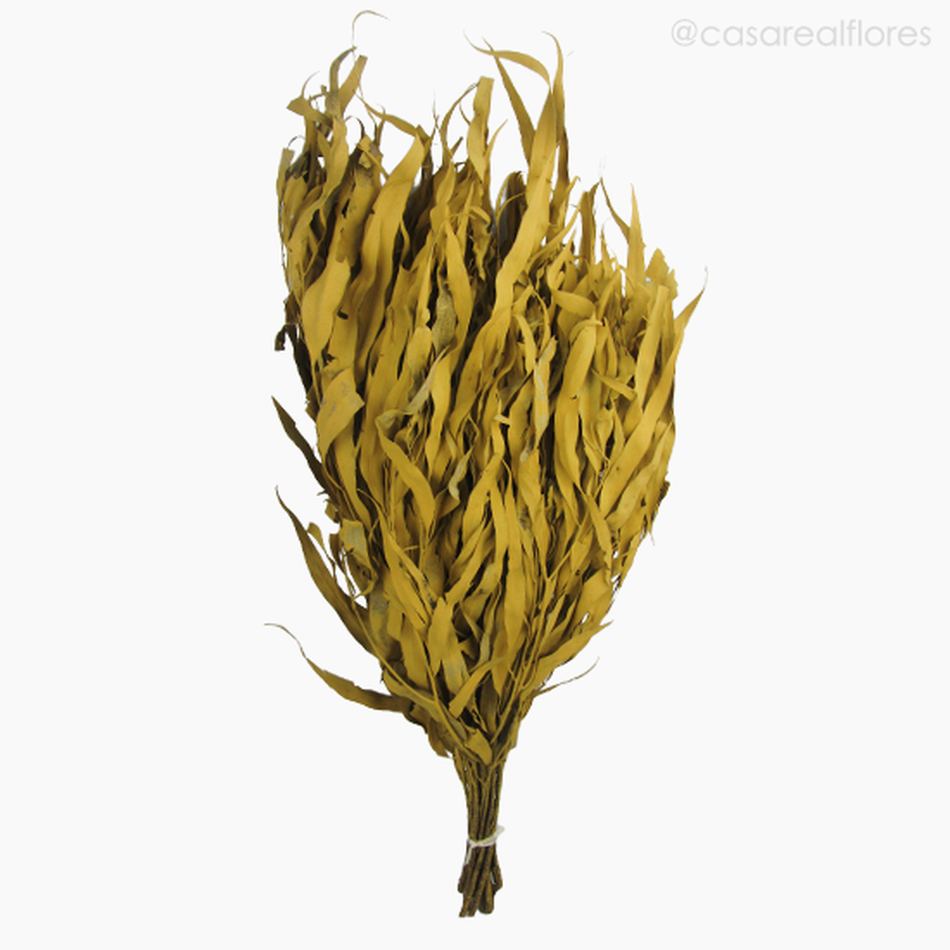 Imagem 1 do produto Eucalipto Citrodoro Desidratado - Amarelo (01216112)