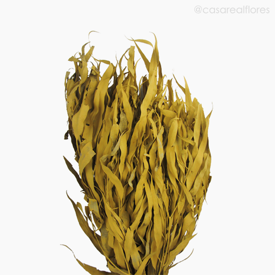 Imagem 3 do produto Eucalipto Citrodoro Desidratado - Amarelo (01216112)