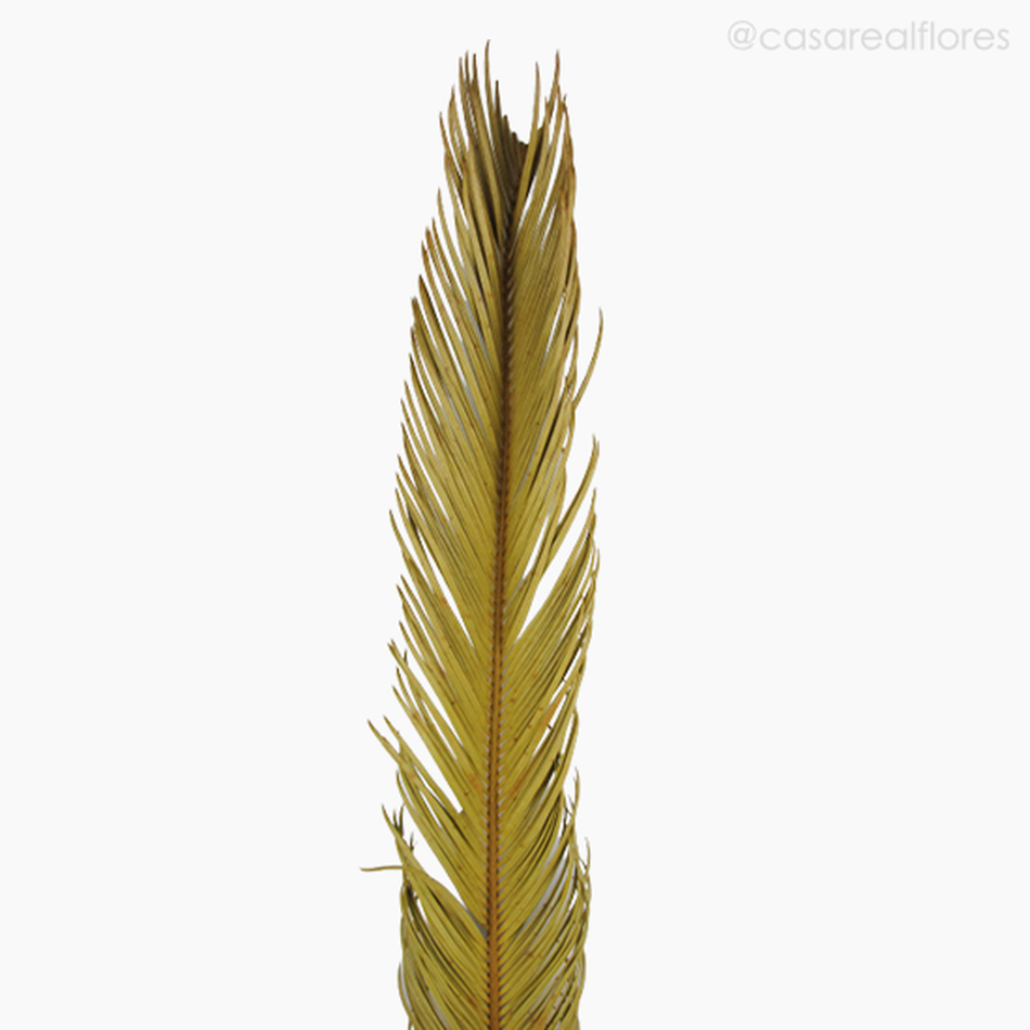 Imagem 3 do produto Folha de Palmeira Cica Seca - Natural (012256)