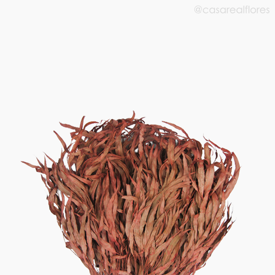 Imagem 3 do produto Eucalipto Citrodoro Desidratado - Vermelho (0121616)